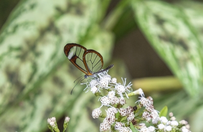 Glasswing Butterfly Belize Feb 2022
